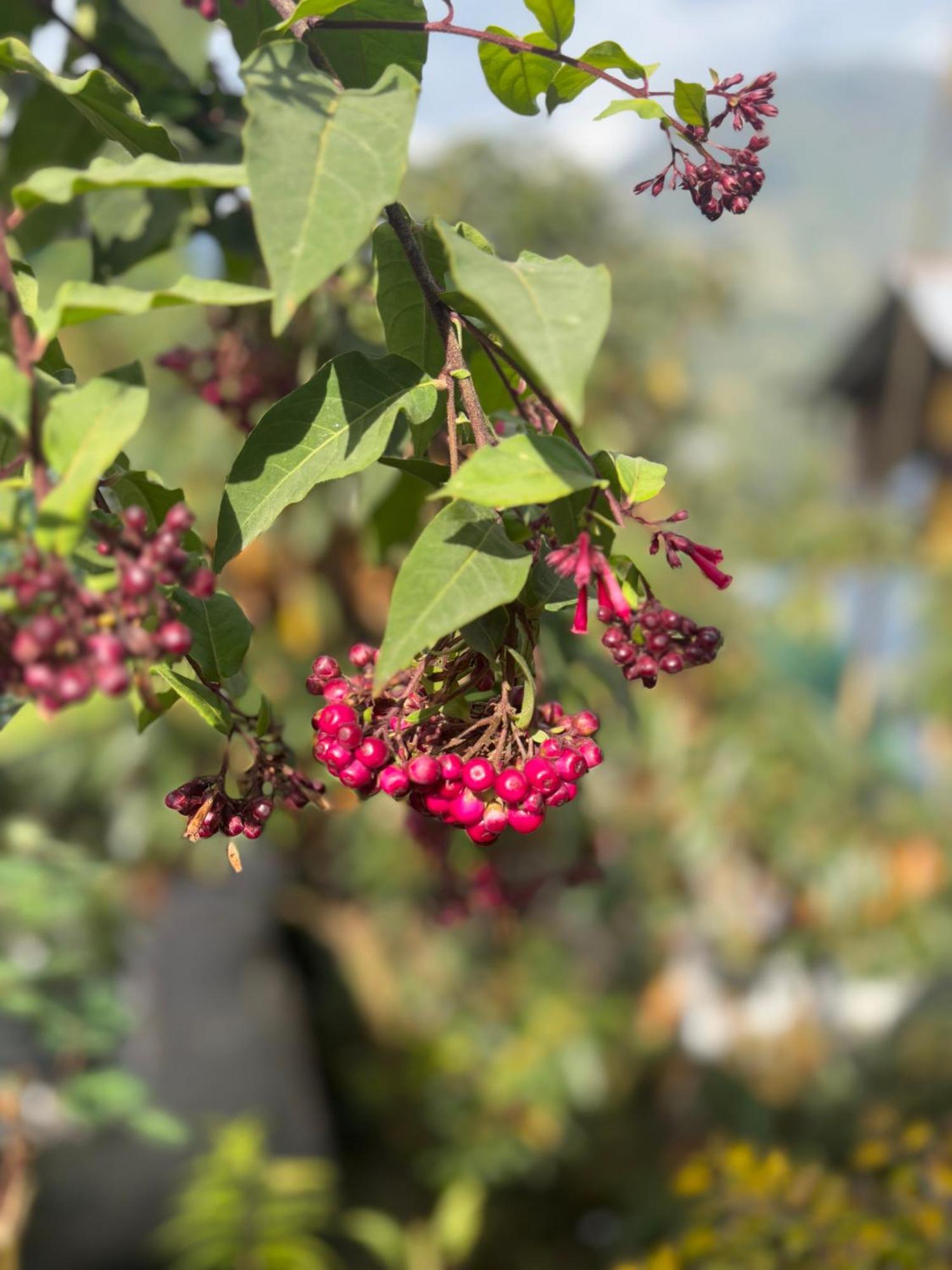 Appartamento Odyssey'S Darap Eco Retreat Pelling Esterno foto