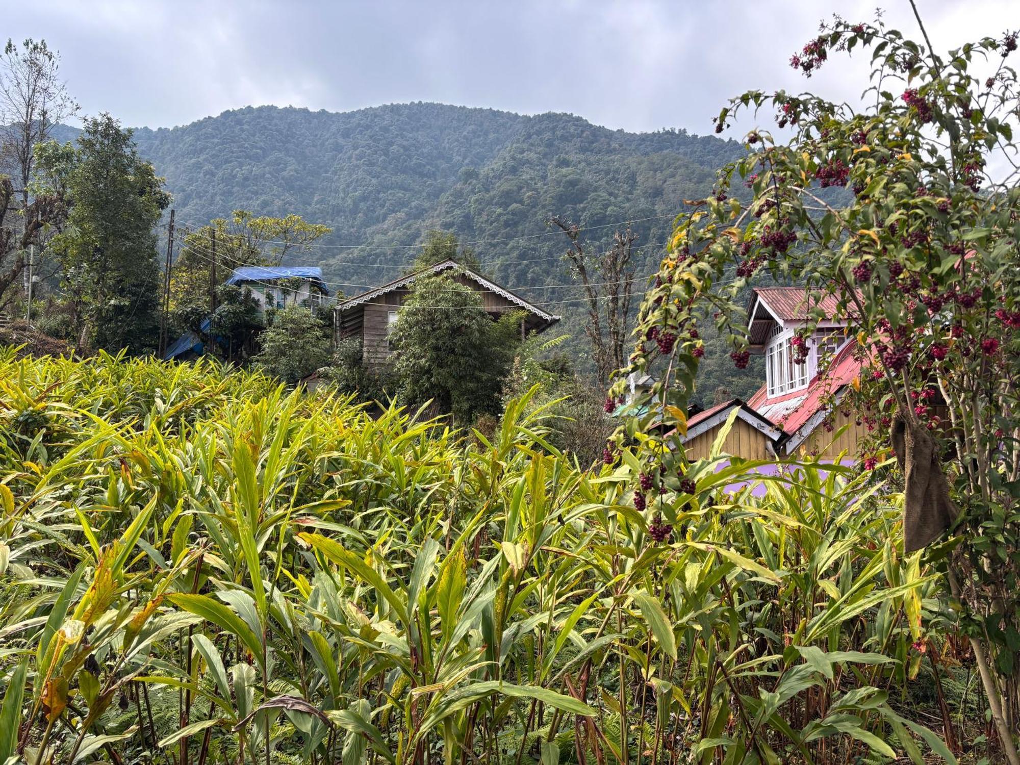 Appartamento Odyssey'S Darap Eco Retreat Pelling Esterno foto